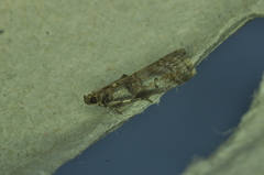 Acrobasis
