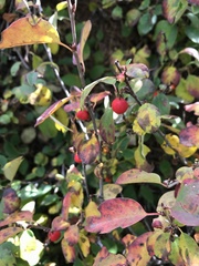 Cotoneaster integerrimus