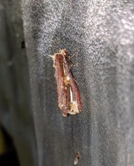 Metaschalis disrupta