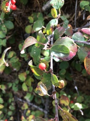 Cotoneaster integerrimus