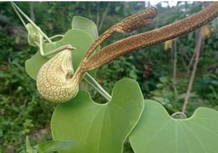 Aristolochia ringens