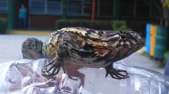 Sceloporus spinosus