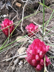Hyobanche