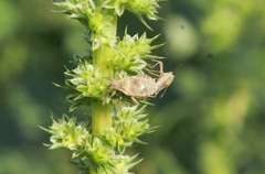 Aufeius impressicollis