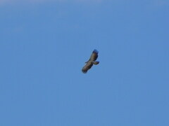 Polemaetus bellicosus