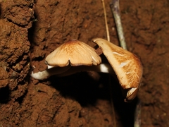 Agaricales