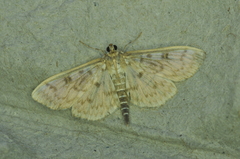 Herpetogramma aquilonalis