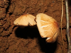 Agaricales