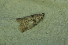 Acrobasis