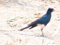 Lamprotornis australis