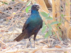 Lamprotornis australis