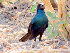 Lamprotornis australis