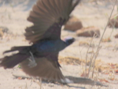 Lamprotornis australis