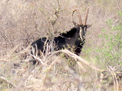 Hippotragus niger niger