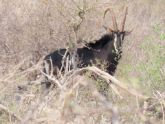 Hippotragus niger niger