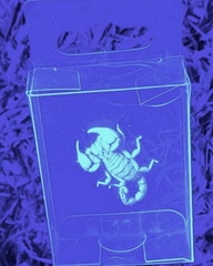 Urodacus manicatus