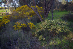Acacia lineolata lineolata