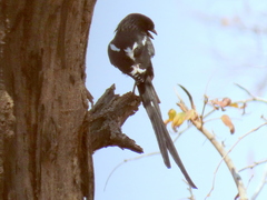 Lanius melanoleucus melanoleucus