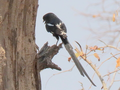 Lanius melanoleucus melanoleucus