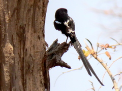 Lanius melanoleucus melanoleucus