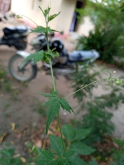 Cardiospermum halicacabum