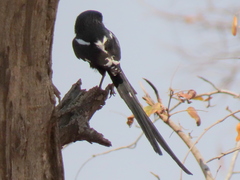 Lanius melanoleucus melanoleucus