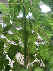 Hura crepitans