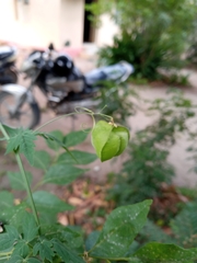 Cardiospermum halicacabum