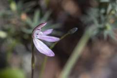 Caladenia fuscata