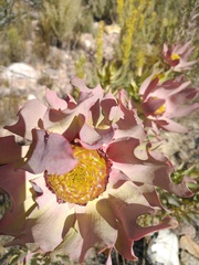 Leucadendron