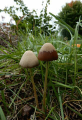 Parasola conopilea