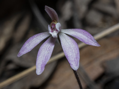 Caladenia fuscata