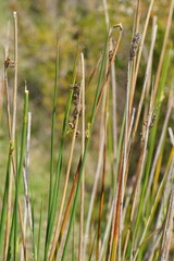 Juncus pallidus