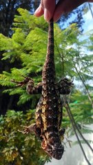 Sceloporus spinosus