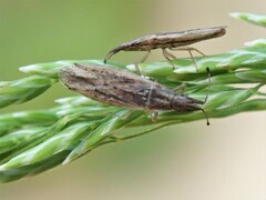 Cryptorhamphus orbus