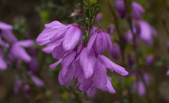 Tetratheca labillardierei