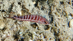 Serranus cabrilla