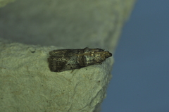Acrobasis