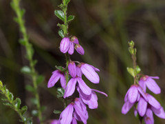Tetratheca labillardierei