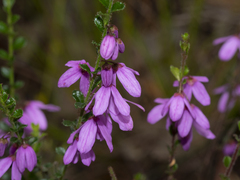 Tetratheca labillardierei