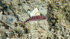 Serranus cabrilla