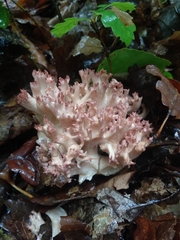 Ramaria botrytis