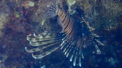 Pterois miles
