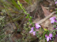 Tetratheca labillardierei