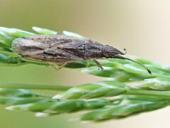 Cryptorhamphus orbus