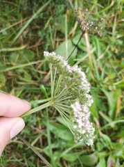 Selinum carvifolia