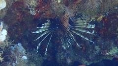 Pterois miles