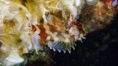 Scorpaena maderensis