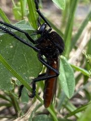 Archilestris magnificus