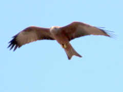 Milvus migrans parasitus